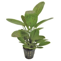 Echinodorus Ozelot green
